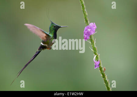 Filo-crested Thorntail (Popelairia popelairii) volare mentre alimentando ad un fiore in Perù. Foto Stock