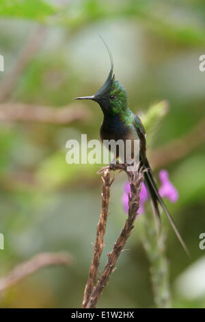 Filo-crested Thorntail (Popelairia popelairii) arroccato su un fiore in Perù. Foto Stock