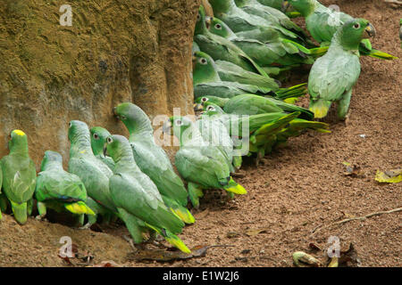 Giallo-incoronato Amazon (Amazona ochrocephala) alimentazione in corrispondenza di una argilla leccare in Ecuador. Foto Stock