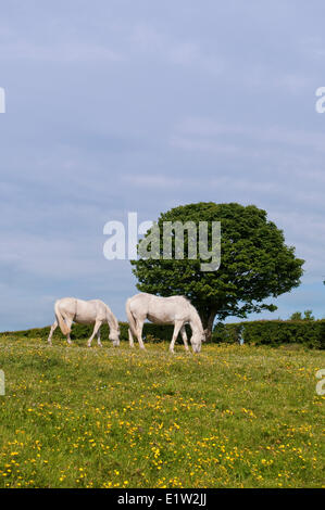 I cavalli irlandesi in agriturismo vicino a Carrickfergus, Irlanda del Nord Foto Stock