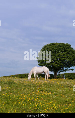 I cavalli irlandesi in agriturismo vicino a Carrickfergus, Irlanda del Nord Foto Stock