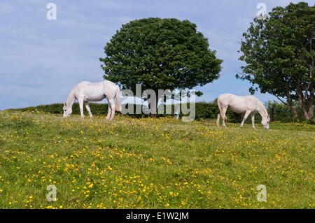 I cavalli irlandesi in agriturismo vicino a Carrickfergus, Irlanda del Nord Foto Stock