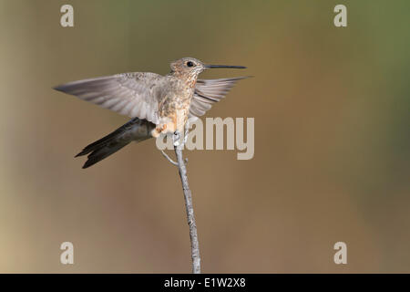 Hummingbird gigante (Patagona gigas) appollaiato su un ramo in Perù. Foto Stock