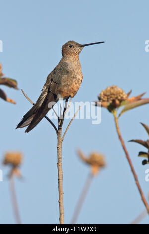 Hummingbird gigante (Patagona gigas) appollaiato su un ramo in Perù. Foto Stock