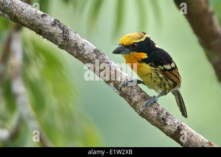 Barbet dorato (Capito auratus) appollaiato su un ramo in Ecuador. Foto Stock