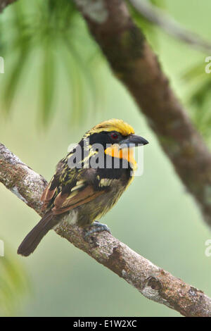 Barbet dorato (Capito auratus) appollaiato su un ramo in Ecuador. Foto Stock