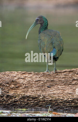 Ibis verde (Mesembrinibis cayennensis) alimentazione lungo la linea costiera del Perù. Foto Stock