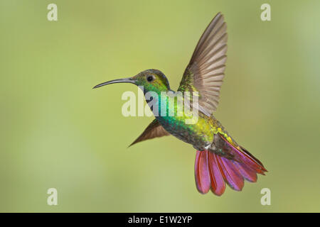 Verde-breasted Mango, Anthracothorax prevostii, volare e alimentando ad un fiore in Costa Rica. Foto Stock