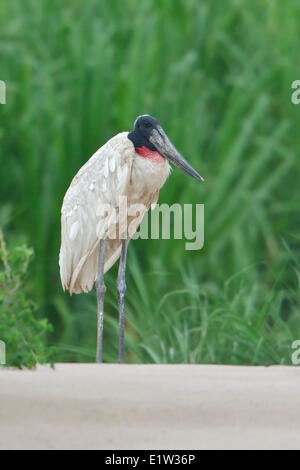 Jabiru Aeroporto (Jabiru Aeroporto mycteria) arroccato lungo un fiume in Amazzonia peruviana. Foto Stock