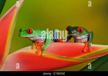 Red-eyed Raganella (Agalychnis callidryas) rendendo il contatto visivo diretto tenendo premuto su variopinti fiori tropicali. Central Foto Stock