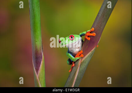 Red-eyed Raganella (Agalychnis callidryas) rendendo il contatto visivo diretto tenendo premuto su variopinti fiori tropicali. Nativo di Foto Stock