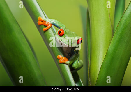 Red-eyed Raganella (Agalychnis callidryas) rendendo il contatto visivo diretto tenendo premuto su variopinti fiori tropicali. Nativo di Foto Stock