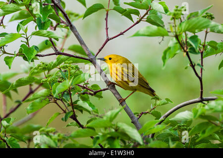 Maschio giallo trillo (Dendroica petechia). Un trillo comune riscontrato in tutto il Nord America. Molla. Foto Stock