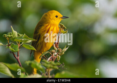 Maschio giallo trillo (Dendroica petechia). Un trillo comune riscontrato in tutto il Nord America. Molla. Foto Stock