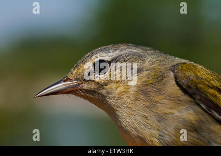 Tennessee Trillo femmina (Vermivora peregrina) lungo il Lago Erie litorale. America del nord. Foto Stock