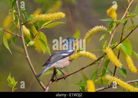 Parula settentrionale (Parula americana) maschio mangia il polline willow amenti lungo il Lago Erie litorale vicino al Canada Stati Uniti d'America confine. Grande Foto Stock