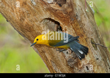 Prothonotary trillo (Protonotaria citrea) maschio in primavera la sua gamma di allevamento che comprende molto USA orientale southwestern Ontario Foto Stock