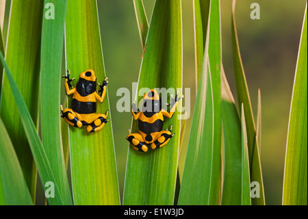 Bumblebee poison dart frog/Guyana nastrare dart (rana Dendrobates leucomelas), nativo di Guyana, Sud America. Foto Stock