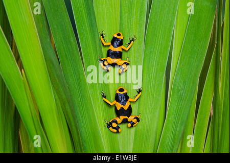 Bumblebee poison dart frog/Guyana nastrare dart (rana Dendrobates leucomelas), nativo di Guyana, Sud America. Foto Stock