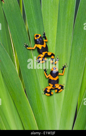 Bumblebee poison dart frog/Guyana nastrare dart (rana Dendrobates leucomelas), nativo di Guyana, Sud America. Foto Stock