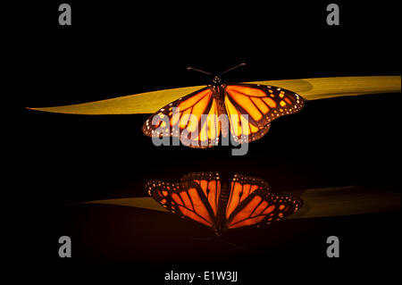 Farfalla monarca (Danaus plexippus) riflessione. Trovato in tutto il Nord America in estate. Foto Stock