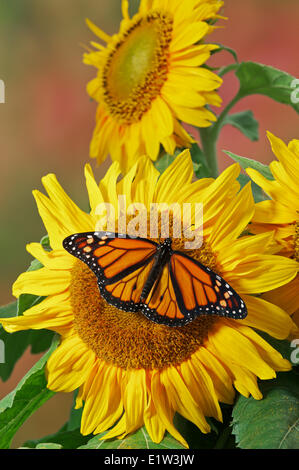 La Monarch (Danaus plexippus) farfalla su girasole, estate, Nord America. Foto Stock