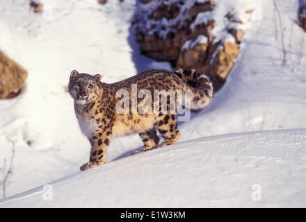 Snow Leopard (Panthera uncia). Trovato in Asia centrale dal nord ovest della Cina in Tibet e l'Himalaya. Rare e minacciate di estinzione. . Foto Stock