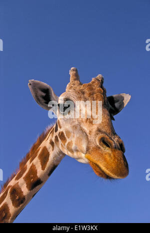 Masai Giraffe (Giraffa camelopardalis tippelskrichi) trovato in Kenya e Tanzania. Il più alto mammifero terrestre nel mondo. Foto Stock