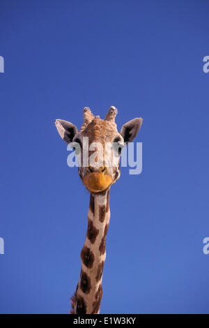 Masai Giraffe (Giraffa camelopardalis tippelskrichi) trovato in Kenya e Tanzania. Il più alto mammifero terrestre nel mondo. Foto Stock