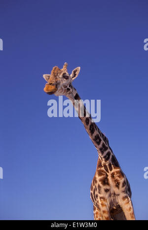 Masai Giraffe (Giraffa camelopardalis tippelskrichi) trovato in Kenya e Tanzania. Il più alto mammifero terrestre nel mondo. Foto Stock