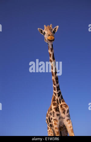 Masai Giraffe (Giraffa camelopardalis tippelskrichi) trovato in Kenya e Tanzania. Il più alto mammifero terrestre nel mondo. Foto Stock