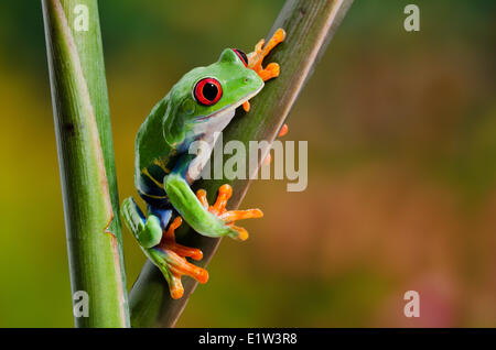 Red-eyed Raganella (Agalychnis callidryas) rendendo il contatto visivo diretto tenendo premuto su variopinti fiori tropicali. Nativo di Foto Stock