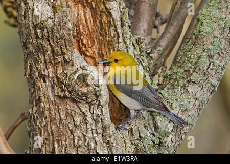 Prothonotary trillo (Protonotaria citrea) maschio in primavera la sua gamma di allevamento che comprende molto USA orientale southwestern Ontario Foto Stock