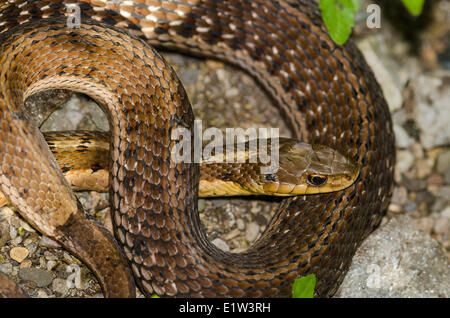 Giarrettiera orientale Snake (Thamnophis sirtalis sirtalis) primavera, Crane Creek State Park, Lago Erie, Ohio, Stati Uniti d'America. Foto Stock