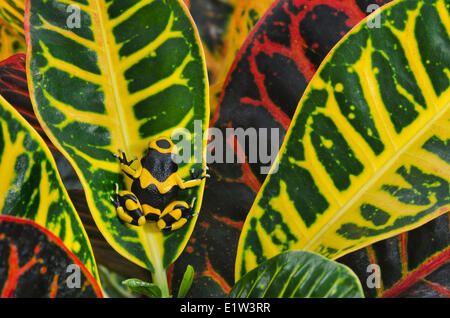 Bumblebee poison dart frog/Guyana nastrare dart (rana Dendrobates leucomelas) nativi alla Guyana SA. Captive. Pianta tropicale utilizzato Foto Stock