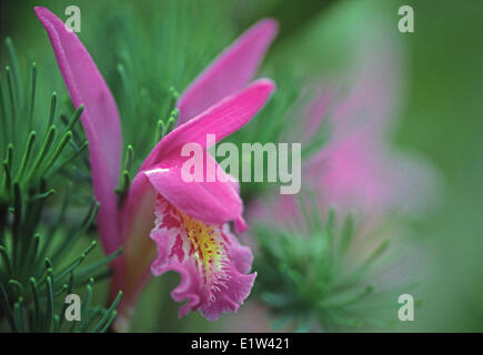 Arethusa 1. Bocca del drago (arethusa bulbosa) Ontario Foto Stock