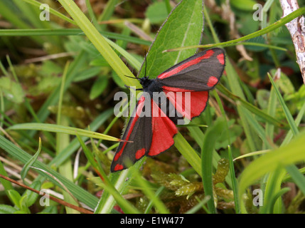 Il cinabro Moth, Tyria jacobaeae, Arctiidae. Un giorno Flying Moth. Foto Stock