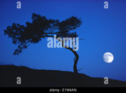 Pino bianco e la luna, Georgian Bay, Ontario Foto Stock