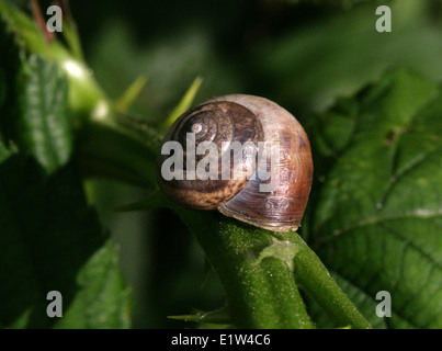 Marrone europeo va a passo di lumaca o giardino lumaca, Cornu aspersum, Helicidae, Helicoidea, Gastropoda, Mollusca. Syn. Cantareus aspersus. Foto Stock