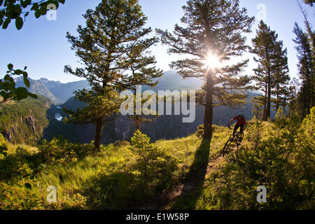 Un maschio di mountain biker equitazione singletrack dolce. Fernie, BC Foto Stock