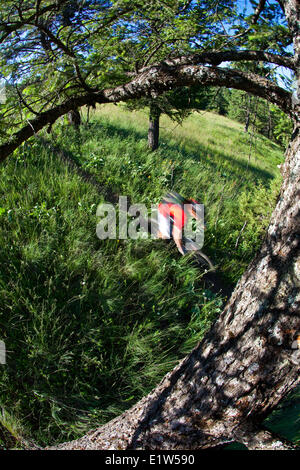 Un maschio di mountain biker equitazione singletrack dolce. Fernie, BC Foto Stock