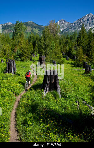 Un maschio di mountain biker equitazione singletrack dolce. Fernie, BC Foto Stock