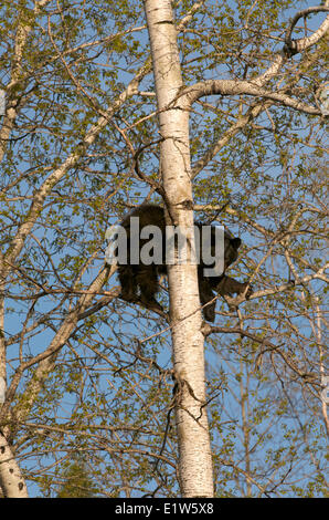 Wild American black bear, Ursus americanus, in Aspen Tree, Populus tremuloides, molla, Quetico Provincial Park, Ontario, Canada Foto Stock