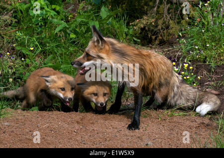 Red Fox, Vulpes vulpes, madre e kit/giovani. I giovani sono in posizione sottomessa. Molla. Foto Stock