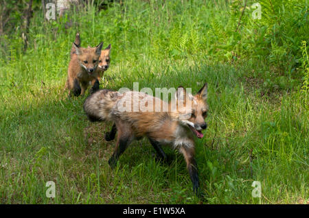 Red Fox, Vulpes vulpes, kit o giovani in esecuzione e giocando attraverso l'erba verde. Foto Stock
