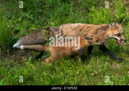 Red Fox madre e kit o giovani in esecuzione e giocando attraverso il verde erba, Vulpes vulpes, Nord America. Foto Stock