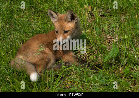 Red Fox kit o giovani in esecuzione e giocando attraverso il verde erba, Vulpes vulpes America del Nord. Foto Stock