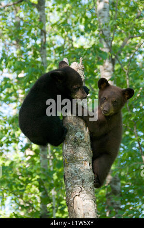 American black bear, Ursus americanus, cubs, fratelli giocando nella foresta di primavera. America del nord. Foto Stock