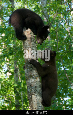 American black bear, Ursus americanus, cubs, fratelli giocando nella foresta di primavera. America del nord. Foto Stock