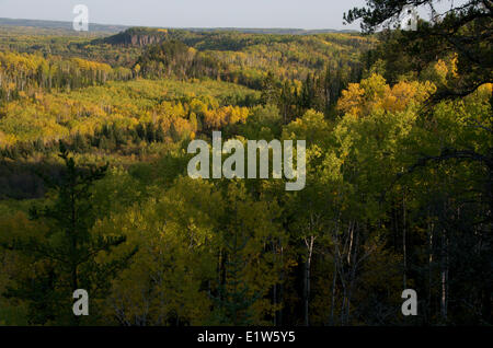 Tremante di Aspen, Populus tremuloides, in autunno gialli, vicino a Thunder Bay, Ontario, Canada Foto Stock